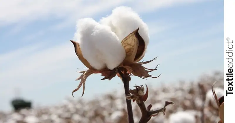 coton-fibre_TextileAddict