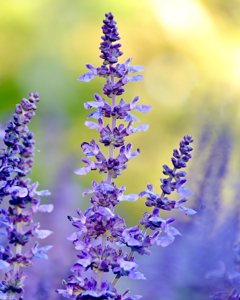 lavendel-welke-voeding